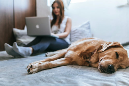 Best Toys to Keep Your Dog Busy While You Work (From Real-Life Experience at Home)