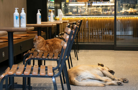 Best Pet-Friendly Cafés in Singapore