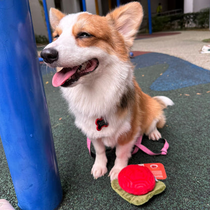 Waggle Ang Ku Kueh Squeakie Chew Toy