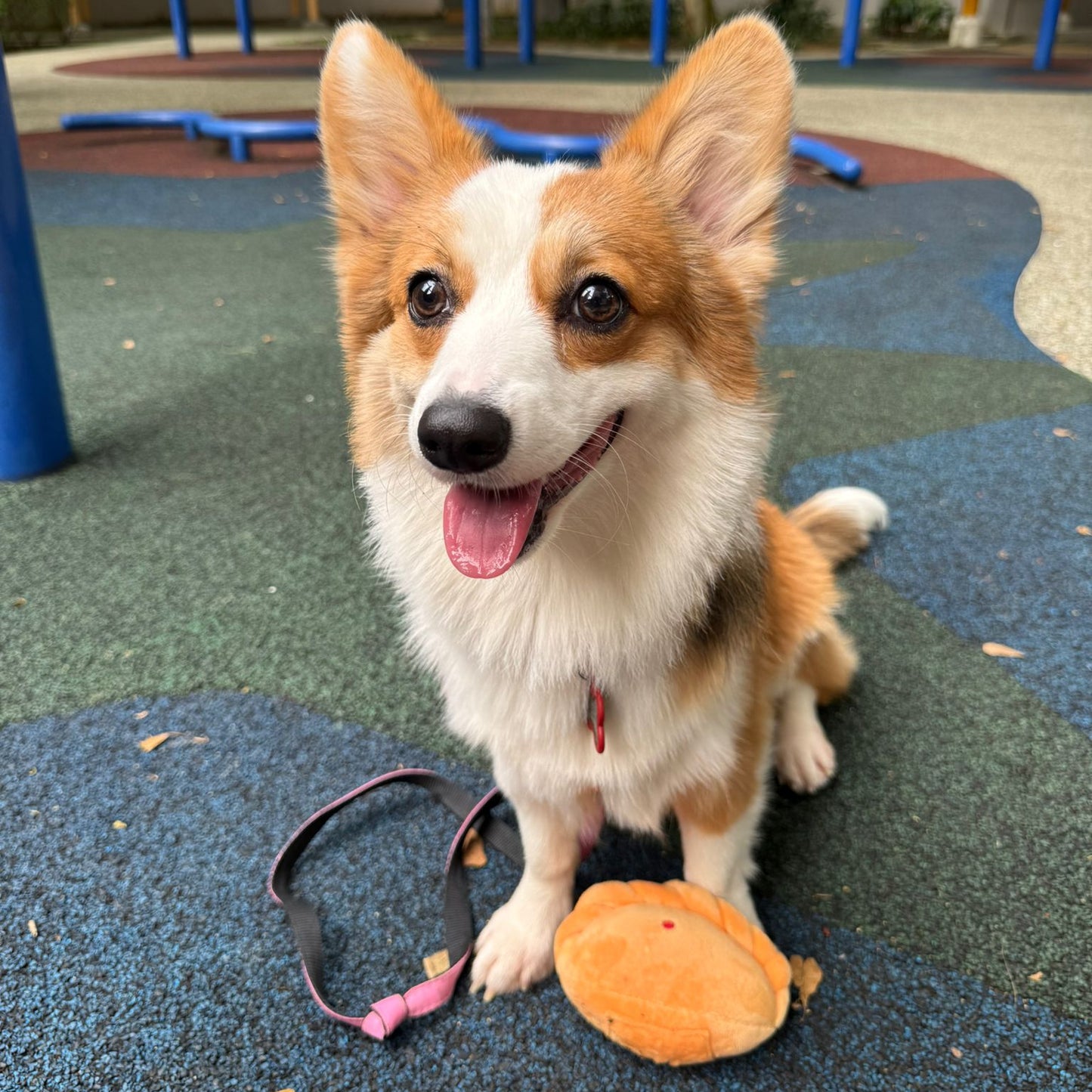 Waggle Curry Puff Squeakie Chew Toy